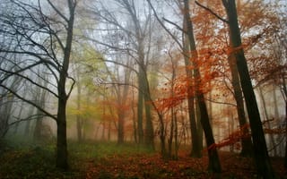 Обои утро, деревья, туман, лес, листья, осень
