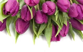 Картинка тюльпаны, капли, фиолетовые, мокрые