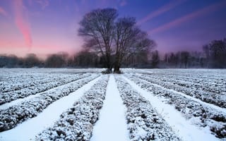Картинка природа, дерево, зима, поле, лаванда, закат