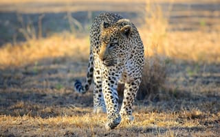 Картинка леопард, морда, саванна, хищник, дикая кошка, Африка, прогулка