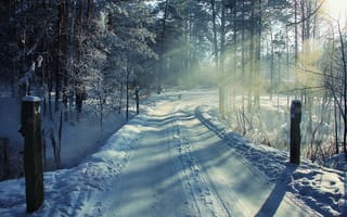 Картинка зима, лес, дорога, снег, собака, пейзаж