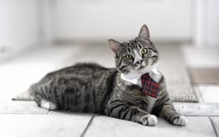 Картинка котэ, смотрит, кот, галстук