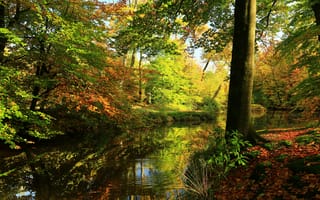 Картинка отражение, лес, осень, деревья, листья, зелень, вода, речка