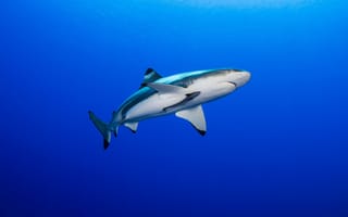 Картинка рыба, акула, глубины океана, голубая вода, морская жизнь, живая природа