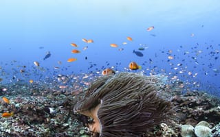 Картинка рыба, кораллы, морское дно, голубая вода