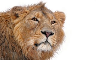 Картинка лев, усы, хищник, молодой, на белом фоне, panthera leo, смотрит, lion, морда, грива