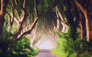 Картинка графство Антрим, утро, Северная Ирландия, дорога Bregagh Road, Темная аллея, туман, Баллимони, деревья