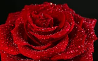 Обои красный, rose, лепестки, цветок, роза, капли, red