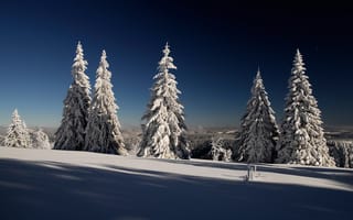 Картинка зима, лес, елки, ели, снег