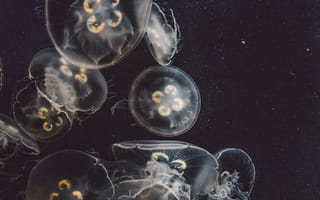Картинка dark, USA, water, United States, creature, Marine, California, Jellyfish