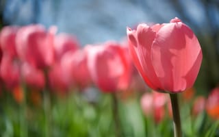 Обои тюльпан, цветок, стебель, весна, поляна, бутон, тепло, солнце, свет, природа, розовый
