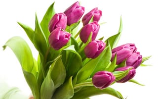 Картинка тюльпаны, букет, фиолетовые