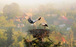 Картинка деревня, гнездо, аисты, туман, утро, лето