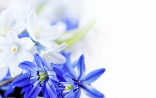 Картинка цветы, листки, hd, синие цветы, 8 марта
