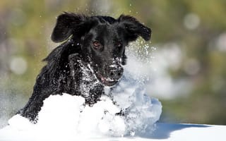 Картинка собака, бег, зима, снег