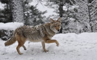 Картинка снег, животное, койот, волк