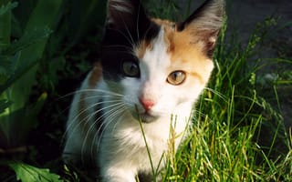 Картинка кошка, трава, взгляд, солнце, глаза, кот, усы, свет