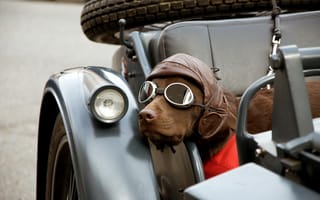 Картинка собака, каляска, очки, мотоцикл