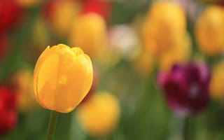 Обои тюльпан, капельки, весна, боке, бутон, цветок, макро, фокус