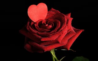 Обои valentine's day, любовь, цветы, розы, лепестки