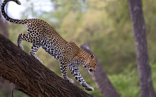 Обои leopard, дерево, леопард