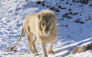 Картинка белый лев, морда, грива, зоопарк, хищник, дикая кошка
