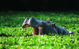 Картинка Обыкновенный бегемот, водоем, купание, растительность, или гиппопотам (Hippopotamus amphibius)