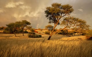 Картинка деревья, саванна, трава, Намибия, Африка