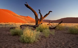 Картинка Африка, дерево, песок, Намибия, закат, бархан, пустыня Намиб, кусты