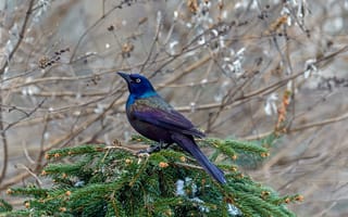 Картинка снег, ветки, сосна, птица