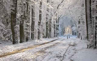 Картинка дорога, снег, парк, зима, проталины