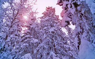Обои pine, солнце, елки, sun, лес, ели, tree, winter, снег, свет, snow, зима, сосны, деревья, light