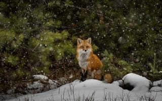 Картинка снег, лиса, лесной, живая природа