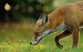 Картинка поле, лиса, живая природа