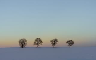 Картинка поле, снег, деревья, зима, пейзаж