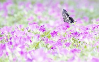 Картинка бабочка, крылья, полет, поле цветов