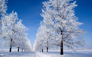 Картинка утро, Snow morning, зима, голубое, снег, небо, деревья