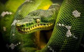 Картинка змея, рептилия, reptile, snake, питон