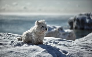 Обои собака, снег, друг, взгляд, зима