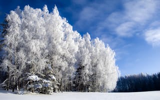 Картинка иний, холодно, лес, зима, небо, Winter is beautiful but cold