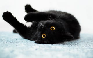 Картинка кошки, черный, коты