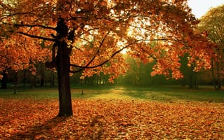 Обои природа, осень, листва, дерево, парк