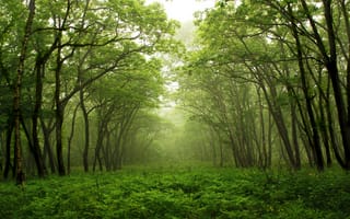 Картинка лес, деревья, природа, туман