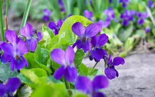 Картинка цветок, фиолетовый, цветочек, весна, фиалка, нежно, лесная