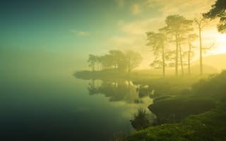 Картинка озеро, трава, деревья, солнце, берег, туман, утро