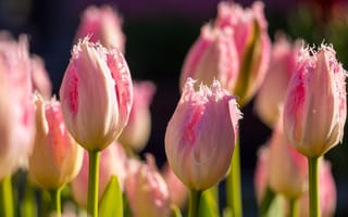 Обои цветы, макро, бутоны, Тюльпаны, весна, розовые, махровые, боке