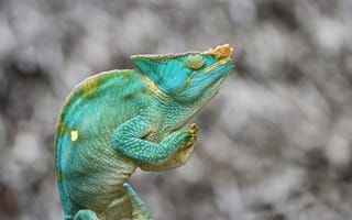 Картинка ящерица, Хамелеон парсона, зеленый