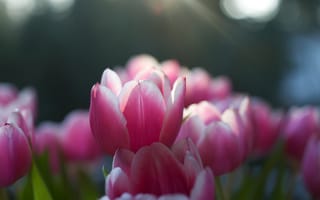 Картинка тюльпаны, солнце, весна, лепестки, розовые, макро, лучи, свет, природа, бутоны, фокус, цветение