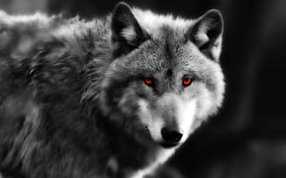 Обои взгляд, глаза, хищник, волк