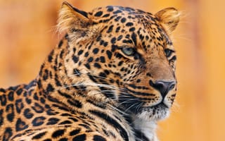 Картинка леопард, leopard, портрет, усы, лежит, серьёзный, морда